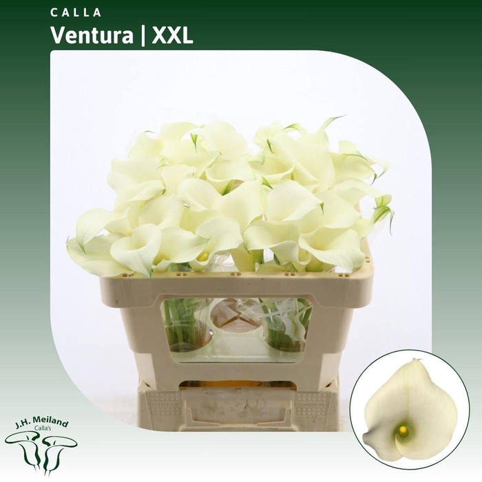 <h4>ZANT CAPT VENTURA</h4>