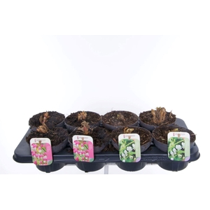 Dicentra spectabilis mix