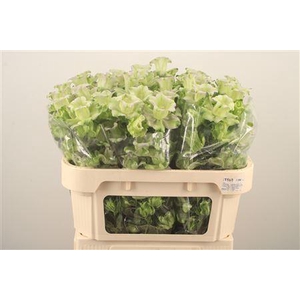 Campanula M Evergreen Blue
