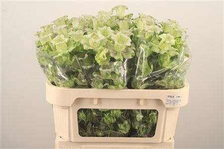 <h4>Campanula M Evergreen Blue</h4>