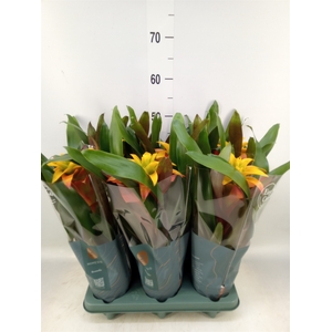Guzmania  'Fiero Yellow'