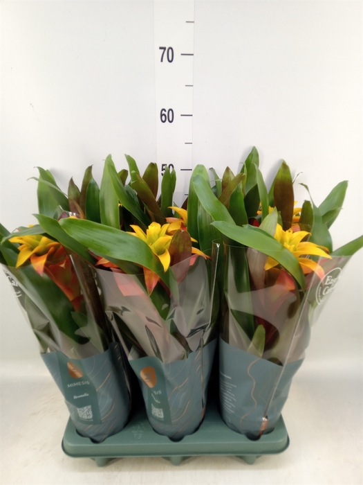 <h4>Guzmania  'Fiero Yellow'</h4>