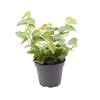 FICUS PUMILA P6 ARINA