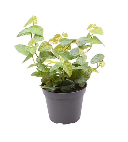FICUS PUMILA P6 ARINA