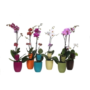 Hugo Paradise Mix Phal Mix 1T+ Tiny Dolls 1T