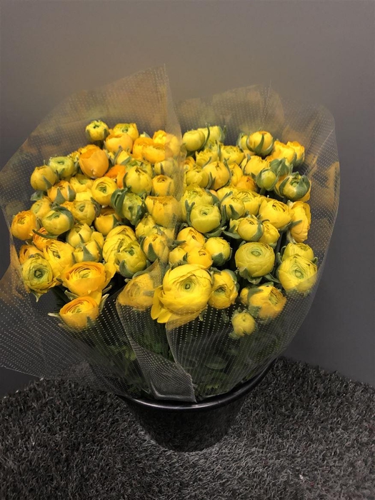 <h4>Ran Eleg Yellow</h4>