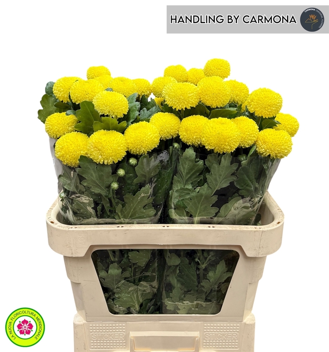 <h4>CHR G YELLOW BORIS B</h4>