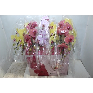 PHAL. CASC. ESP. 2 HT P15 2 HA MULT