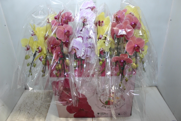 PHAL. CASC. ESP. 2 HT P15 2 HA MULT