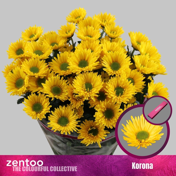 <h4>CHRYSANTHEMUM TR 'KORONA'</h4>