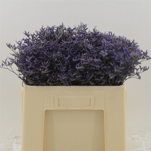 Limonium Safora Dark Blue