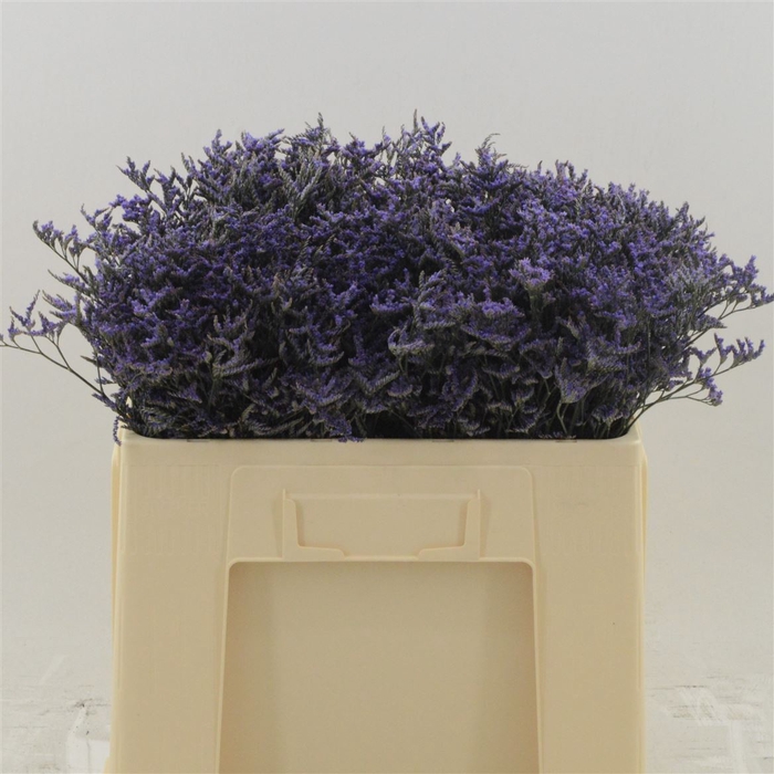 <h4>Limonium Safora Dark Blue</h4>