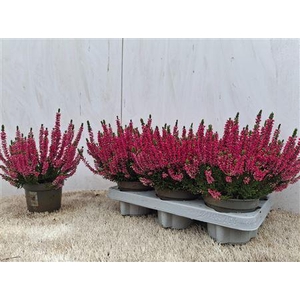 Callu Bl Sabella