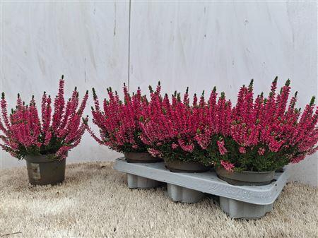 <h4>Callu Bl Sabella</h4>