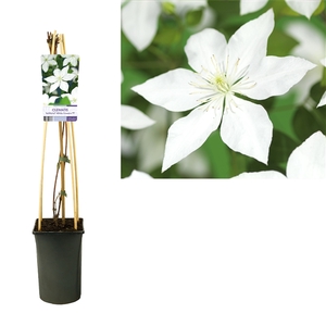 Clematis So Many® White Flowers PBR +light label