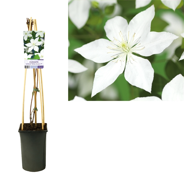 <h4>Clematis So Many® White Flowers PBR +light label</h4>