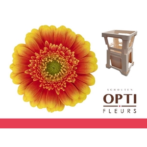 Germini Ariba  Water