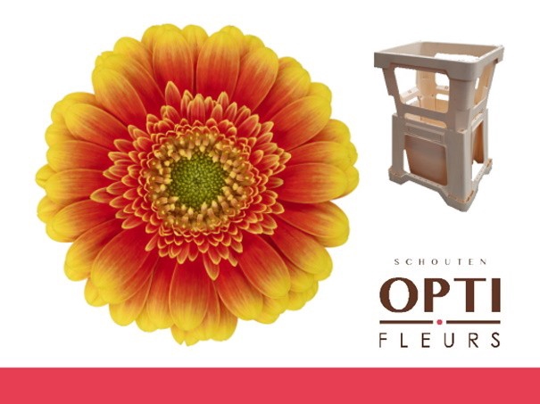 <h4>Germini Ariba  Water</h4>