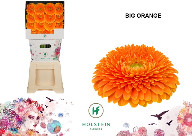 <h4>Gerbera Pomponi Big Orange Diamond</h4>