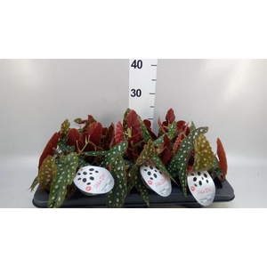 Begonia maculata