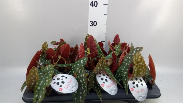 <h4>Begonia maculata</h4>