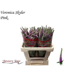 VERON L SKYLER PINK
