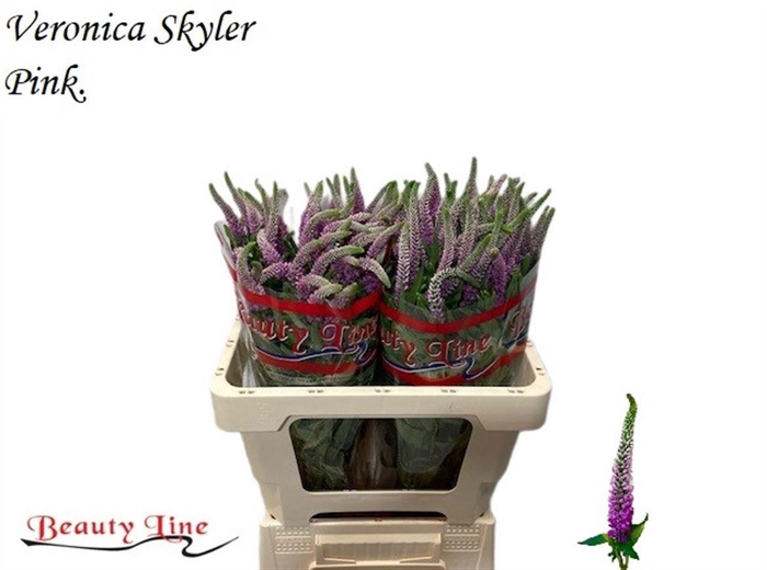 <h4>VERON L SKYLER PINK</h4>