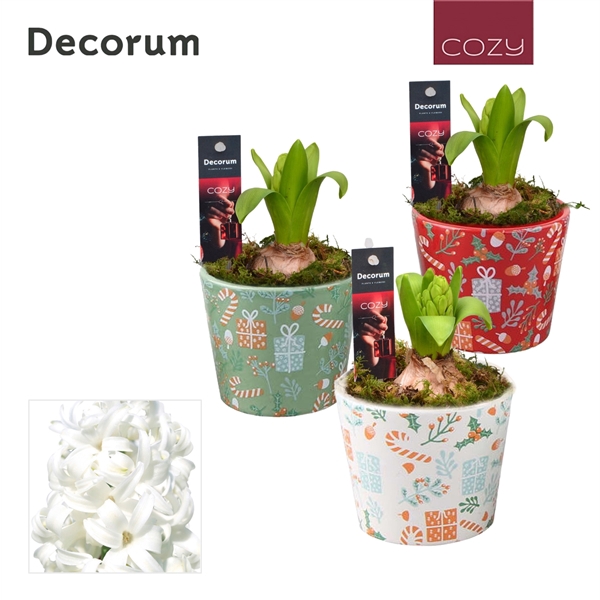 <h4>Arrangementen Hyacinthus 6%</h4>