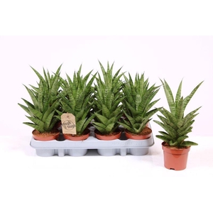 Sansevieria Tough Lady
