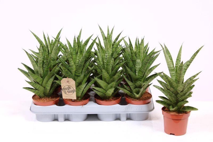 <h4>Sansevieria Tough Lady</h4>