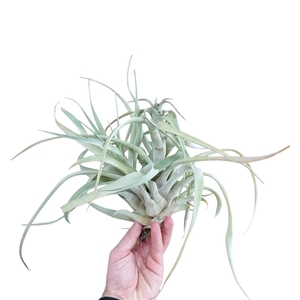 Tillandsia Brachycaulus XXL