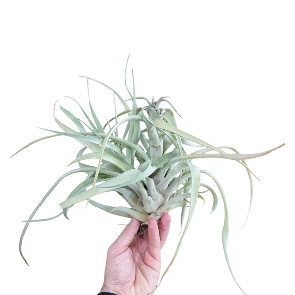 <h4>Tillandsia Brachycaulus XXL</h4>