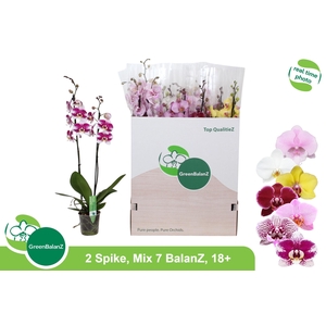 PHAL GEM 7 KL