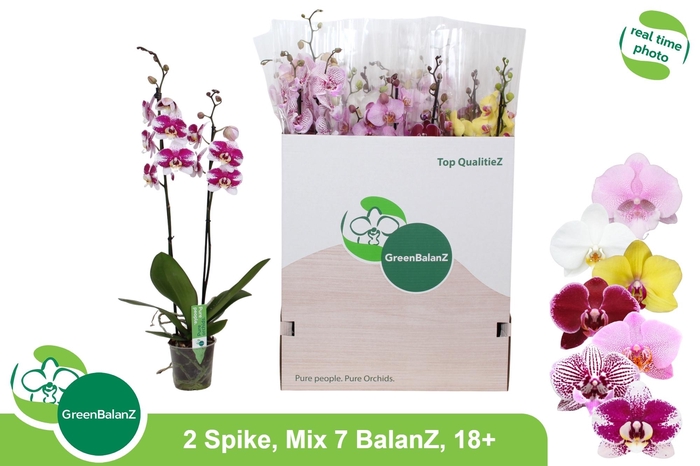 <h4>PHAL GEM 7 KL</h4>