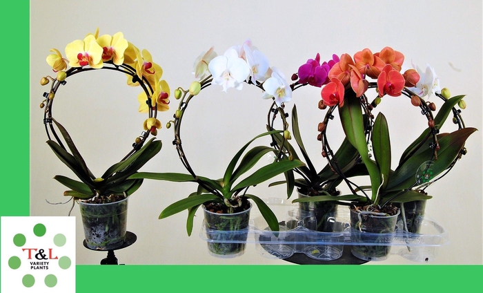 <h4>SpiegelBoog Mix</h4>