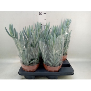 Curio ficoides 'Mount everest'