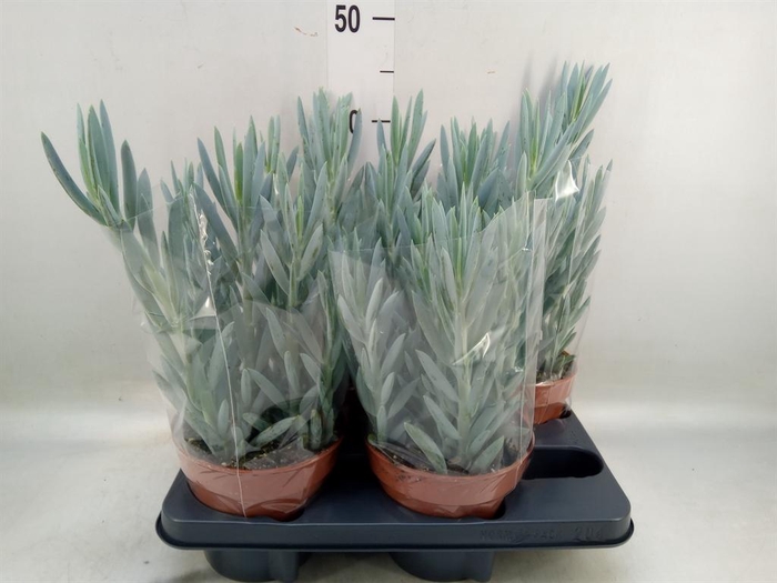 <h4>Curio ficoides 'Mount everest'</h4>