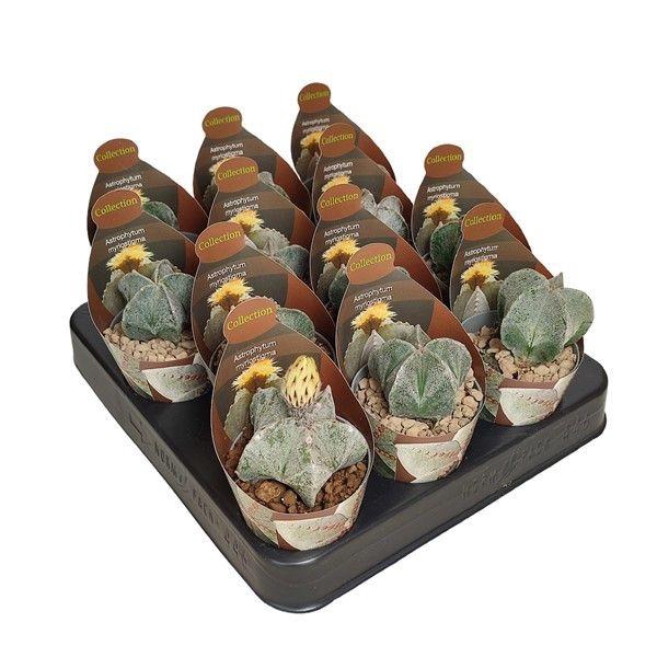 <h4>ASTROPH MYRIOSTIGMA</h4>