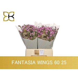 LIM S FANTASIA WINGS