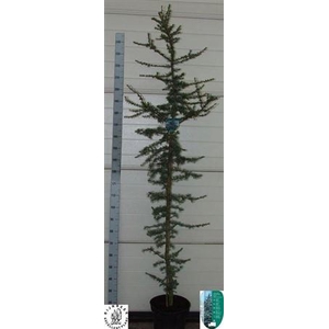 Cedrus L Glauca