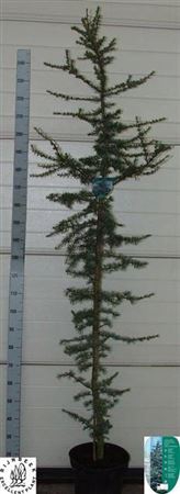 <h4>Cedrus L Glauca</h4>