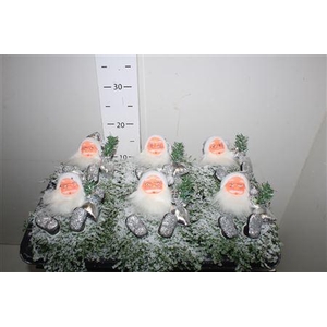 Solei Sol Groen Xmass