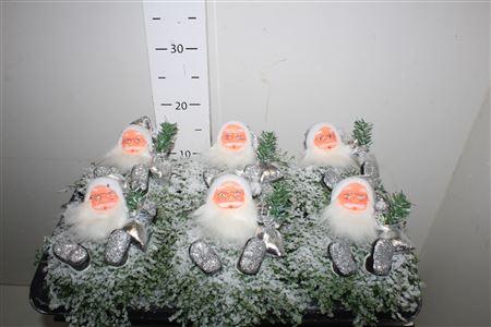 <h4>Solei Sol Groen Xmass</h4>