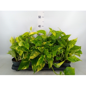 Epipremnum pinn. 'Hicolor'