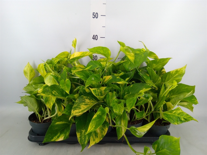 <h4>Epipremnum pinn. 'Hicolor'</h4>