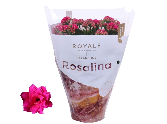 <h4>Kalanchoe Rosalina 12cm Royale Victorio paars</h4>