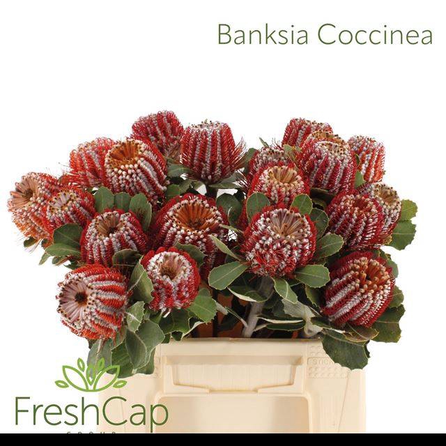 <h4>BANKSIA COCCINEA</h4>