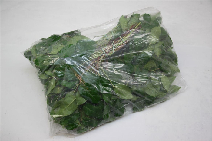 <h4>Salal Tip V P X 5</h4>