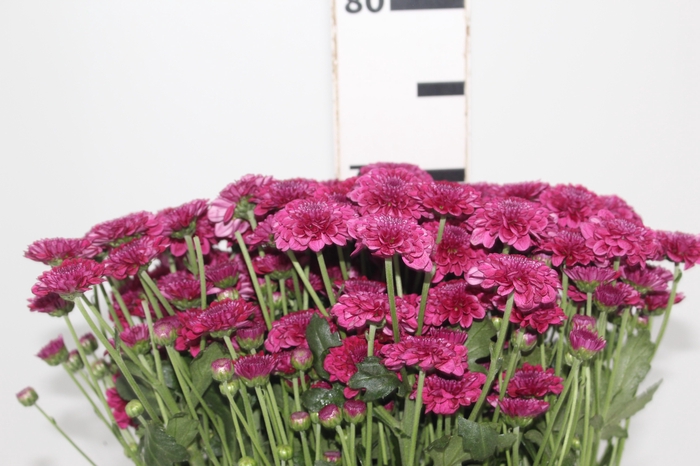 <h4>CRISANTEMO SANTINI QUINTY 080 CM</h4>