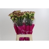 Dianthus St Extravaganza